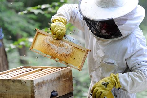 réchauffement climatique la récolte du miel en grand danger seule la