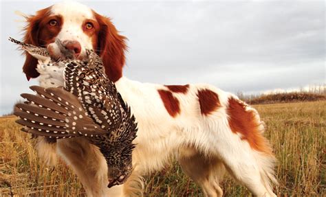 hunting dog  pheasant