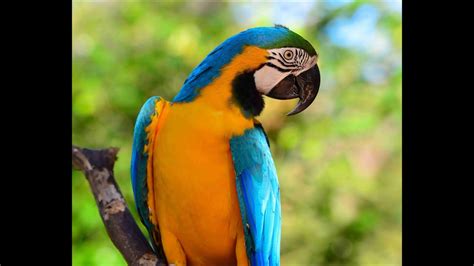 amazing macaw   fun facts fallinpets