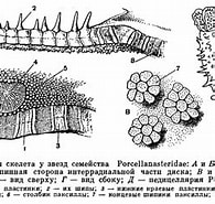 Afbeeldingsresultaten voor Phanerozonia. Grootte: 195 x 177. Bron: dic.academic.ru