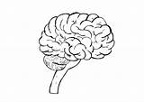 Cerebro Humano Gehirn Malvorlage Cerveau Cervello Hersenen Cerebros Educima Edupics Imagui Jaramillo Ausmalbild sketch template