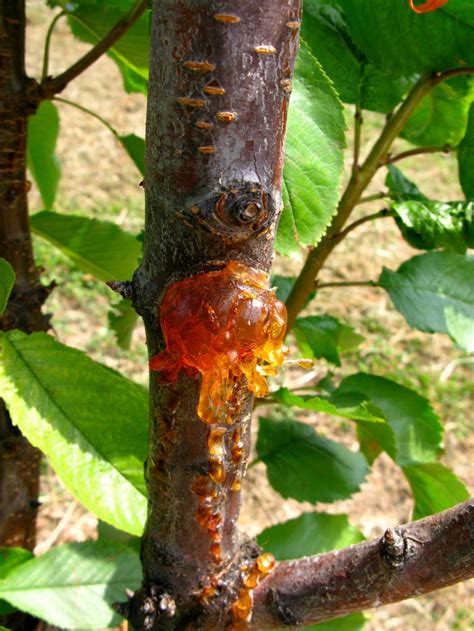ten step program to manage bacterial canker of sweet