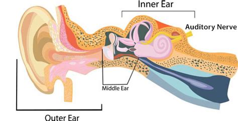 How Does Loud Noise Cause Hearing Loss Nceh Cdc