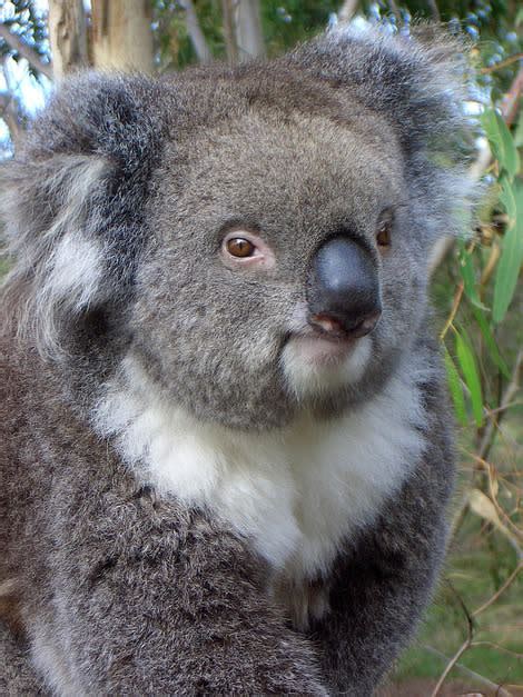 10 surprising things you didn t know about koalas