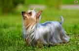 Billedresultat for Silky Terrier. størrelse: 162 x 106. Kilde: www.pets4homes.co.uk