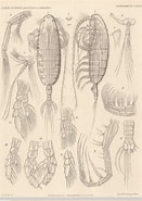 Afbeeldingsresultaten voor "euaugaptilus Nodifrons". Grootte: 131 x 185. Bron: www.marinespecies.org