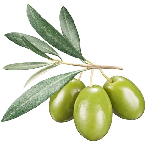 olive leaf extract vitajoy biotech