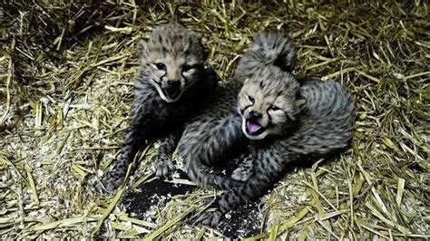 cheetah jonkies safaripark de beekse bergen voor de eerste keer naar buiten omroep brabant