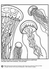 Jellyfish Qualle Medusas Meduse Quallen Kwallen Malvorlage Kleurplaat Medusa Educima Schulbilder Stampare Malvorlagen Herunterladen Book Medienwerkstatt Popular Coloringhome sketch template