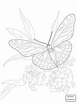 Nature Coloring Realistic Pages Getcolorings Getdrawings sketch template