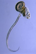 Afbeeldingsresultaten voor "oikopleura Cophocerca". Grootte: 125 x 185. Bron: www.cell.com