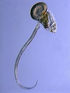 Afbeeldingsresultaten voor "oikopleura Drygalskii". Grootte: 139 x 185. Bron: www.cell.com