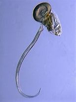 Afbeeldingsresultaten voor "oikopleura Drygalskii". Grootte: 154 x 206. Bron: www.cell.com