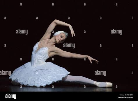 dying swan performed by zenaida yanowsky from the royal ballet