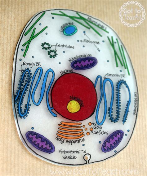 create  plant cell  animal cell models  science class owlcation