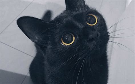 かわいい黒猫の魅力がいっぱい！高画質な画像まとめ 写真まとめサイト Pictas