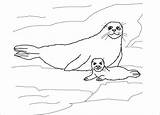 Seal Template Coloring Baby Templates Pages sketch template