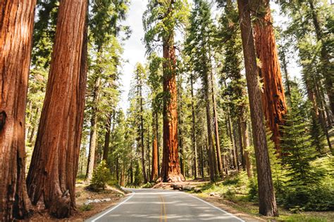 sequoia national park wyandottedailycom