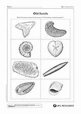 Fossils Matching Match Ks2 Resource Living Things Scholastic Pdf Teaching Came These They sketch template