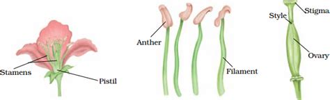 igcse biology paper  specimen questions  answers    examtestprep