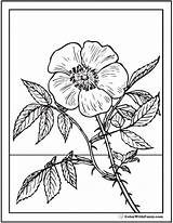 Rose Coloring Pages Wild Roses Stem Long Template Realistic Pdf Kids Printables Colorwithfuzzy sketch template