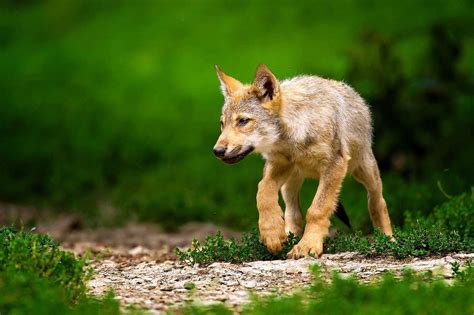 wolf pups wallpapers wallpaper cave
