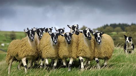 sheep flock bing wallpaper