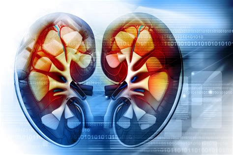 iga nephropathy shortens life expectancy renal and