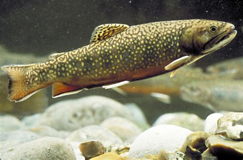 atlantic salmon  life  animals