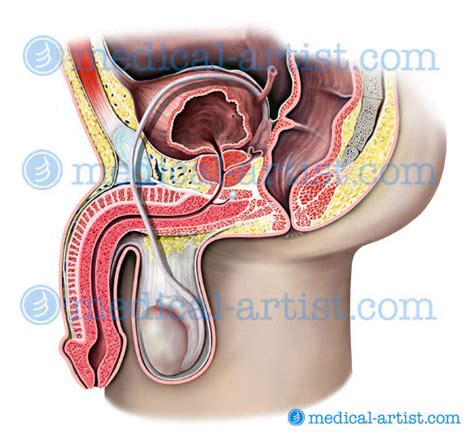 Reproductive Anatomy Illustrations Human Reproductive