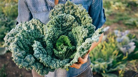 Kale 101 Nutrition Health Benefits Types How To Cook More