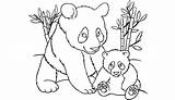 Panda Coloring Pages Baby Bear Printable Cute Bamboo Drawing Line Print Kids Color Sheets Pandas Template Animal Getcolorings Drawings Top sketch template