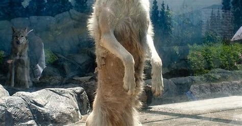 Wolf Standing On Its Hind Legs Looks Quite Odd Album On Imgur