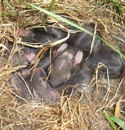 Tw ウサギの巣 に対する画像結果.サイズ: 178 x 185。ソース: superpuppy.ca