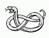 Snake Coloring Pages Garter Anaconda Drawing Getdrawings Fangs Popular sketch template