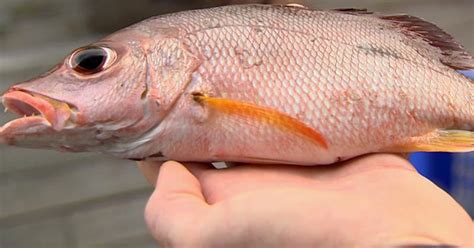 scientists discover  type  snapper