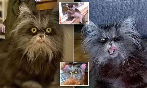 Cat Has Rare Werewolf Syndrome Which Causes Its Hair To Grow Out Of