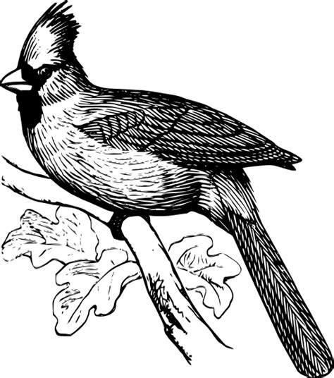 cardinal   printable coloring pages  kids pictures