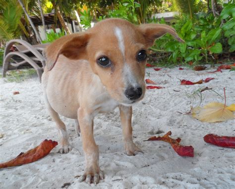 abused neglected animals   seychelles globalgiving