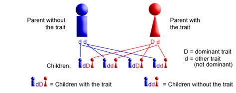 Can A Recessive Trait Be On The Y Chromosome Inheritance Of Single