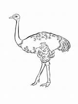 Coloring Emu sketch template