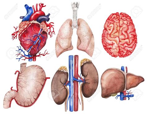 anatomía de órganos principales