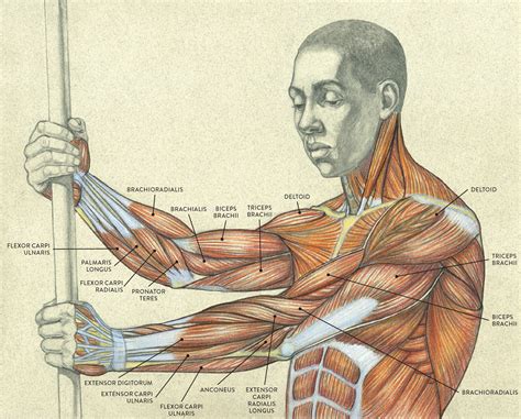 muscle blank drawing muscle diagram forearm muscles  vrogueco