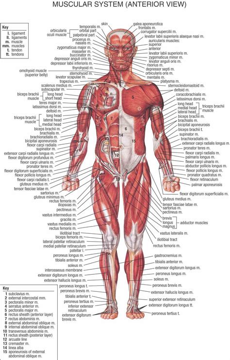 major systems  human body anatomy medicinebtgcom