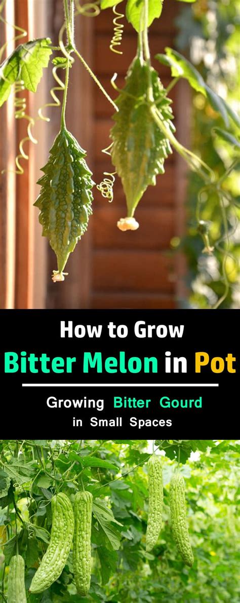 grow bitter melon growing bitter gourd  pots balcony