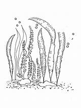 Seaweed Coloring Pages Printable sketch template