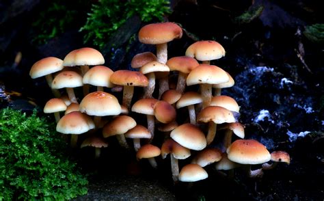 gambar alam dieksplorasi jamur tiram jamur merang jamur obat agaricomycetes agaricaceae