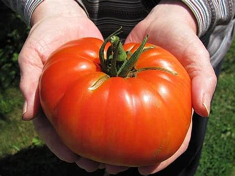 goliath tomato seeds