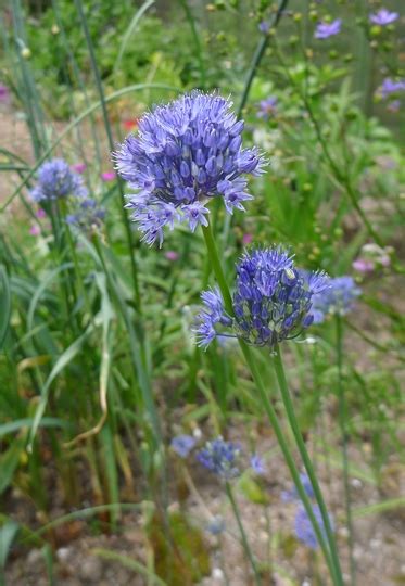 allium azureum  grows