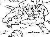 Coloring Pages Lab Chocolate Getdrawings Getcolorings sketch template